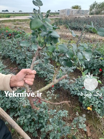 گل روز نسترن پاکورا خوشه ای در ارومیه در گروه خرید و فروش گیاهان زینتی در یکمیوه -عکس4