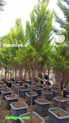 درخت زبان گنجشکی با لاویسون نهال در ری  در گروه خرید و فروش و قیمت کاج در یکمیوه