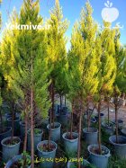 زبان گنجشکی کاج سرو درختان زینتی در گروه خرید و فروش و قیمت کاج در یکمیوه