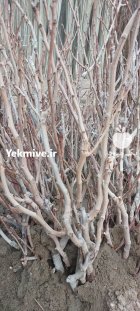 پسته پیوندی دوساله سه ساله نهال در ونک اصفهان در گروه خرید و فروش نهال پسته در یکمیوه