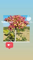 پسته پیوندی احمدآبادی سه ساله ریشه در گروه خرید و فروش نهال پسته در یکمیوه