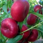 نهال پسته پیوندی احمدآبادی سه ساله ریشه در صفاشهر در گروه خرید و فروش نهال پسته در یکمیوه