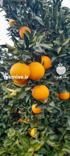 آگهی مشابه پرتقال خونی و تامسون در ساری در گروه خرید و فروش پرتقال در یکمیوه