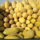 خربزه مشهد خربزه مشهدی