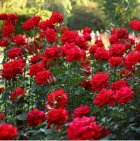 گل روز نسترن پاکورا خوشه ای در ارومیه