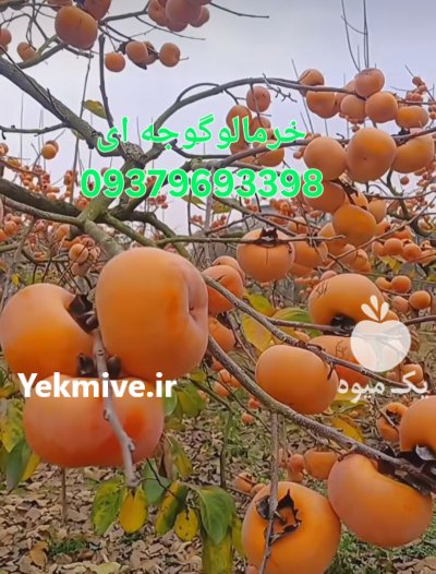 نهال پسته پیوندی احمدآبادی و کله گوچی در سومار در گروه خرید و فروش نهال پسته در یکمیوه -عکس2