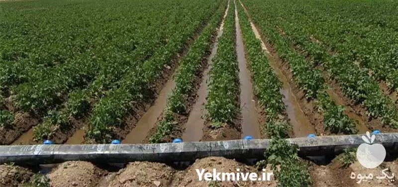 قیمت خرید عرضه انواع رول پلاستیکی در گرگان در گروه خرید و فروش اتصالات و تجهیزات آبیاری در یکمیوه -عکس1