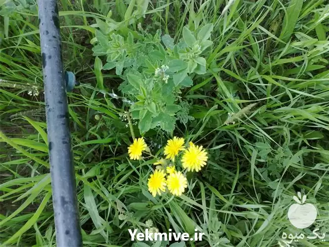 فضای سبز مشاوره در گروه سازنده در یکمیوه -عکس1