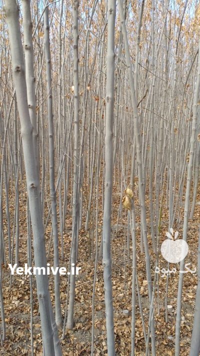 زبان گنجشکی نهال درخت زینتی در تهران در گروه خرید و فروش نهال درخت در یکمیوه -عکس1