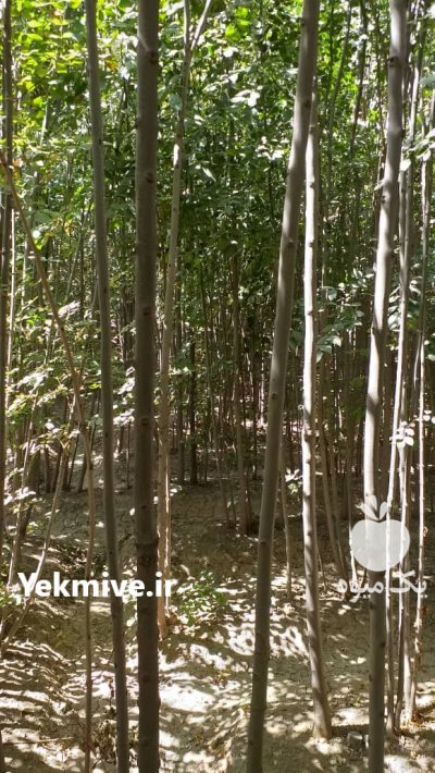 زبان گنجشکی نهال درخت زینتی در تهران در گروه خرید و فروش نهال درخت در یکمیوه -عکس2