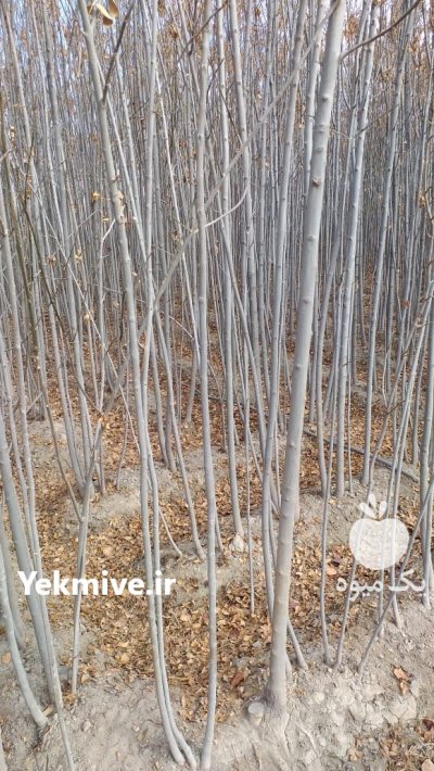 زبان گنجشکی نهال درخت زینتی در تهران در گروه خرید و فروش نهال درخت در یکمیوه -عکس3