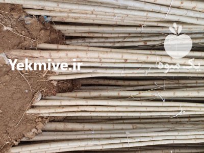 فروش نهال صنوبر با درخت نگرا کبوده در فیروزآباد در گروه خرید و فروش نهال صنوبر در یکمیوه -عکس2