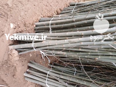 فروش نهال صنوبر با درخت نگرا کبوده در فیروزآباد در گروه خرید و فروش نهال صنوبر در یکمیوه -عکس1