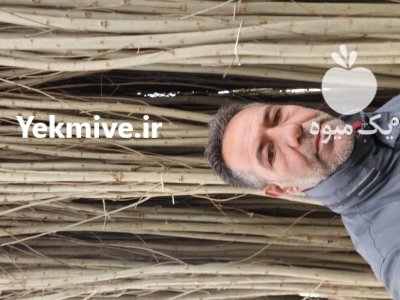 نهال صنوبر درخت کبوده صنوبر تبریزی در خرم آباد در گروه خرید و فروش نهال صنوبر در یکمیوه -عکس4