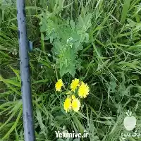 فضای سبز مشاوره در گروه سازنده در یکمیوه