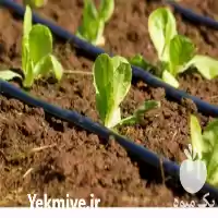 قیمت خرید نوار تیپ قطره ای در مشهد در گروه خرید و فروش نوار تیپ در یکمیوه