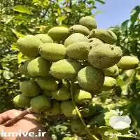 شرکت خدمات کشاورزی رویین نهال در گروه خدمات باغبانی در یکمیوه