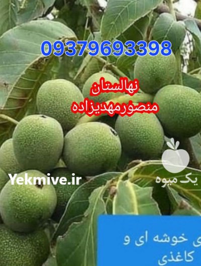 فروش نهال گردوژنوتیپ برتر با چندلر در جوانرود در گروه خرید و فروش نهال گردو در یکمیوه -عکس2