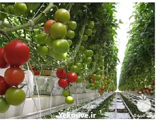 مجری آبیاری قطره ای برای باغات در کرمان  در گروه سازنده در یکمیوه -عکس1