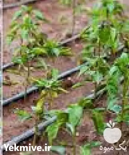 قیمت خرید اجرای سیستم آبیاری قطره در خرم‌ آباد در گروه خرید و فروش دستگاه آبیاری در یکمیوه -عکس1