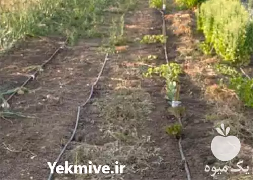 قیمت اجرای سیستم آبیاری قطره ای در ساری در گروه سازنده در یکمیوه -عکس1