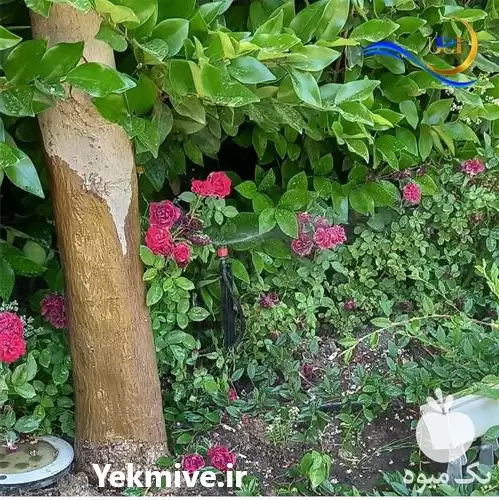 اجرای سیستم های آبیاری نوین در گروه سازنده در یکمیوه -عکس1