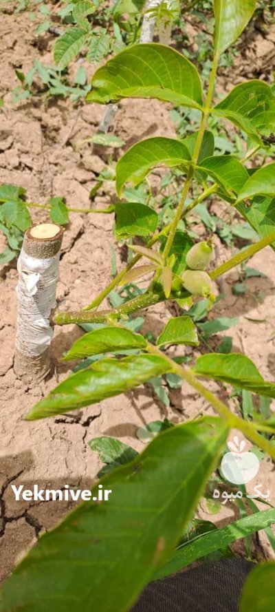 فروش نهال گردو خوشه ای در ری  در گروه خرید و فروش نهال گردو در یکمیوه -عکس3