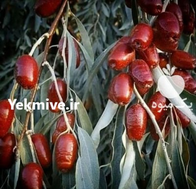 نهال توت شاه توت با درخت در قم در گروه خرید و فروش نهال توت در یکمیوه -عکس1