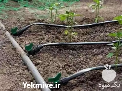 اجرای آبیاری قطره ای در ساری در گروه خرید و فروش اتصالات و تجهیزات آبیاری در یکمیوه -عکس1