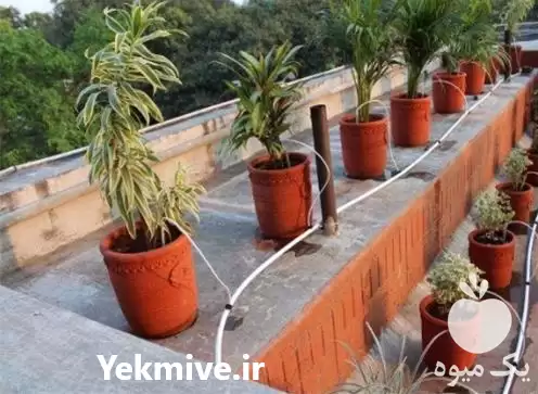 اجرای آبیاری هوشمند بارانی آبیاری قطره در ساری در گروه سازنده در یکمیوه -عکس1