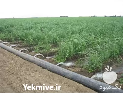 مجری آبیاری قطره ای در ساری در گروه سازنده در یکمیوه -عکس1