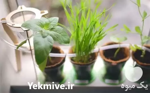 اجرای آبیاری هوشمند گلدان و فضای در گروه سازنده در یکمیوه -عکس1