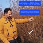 فروش نهال گردوژنوتیپ برتر با چندلر در جوانرود