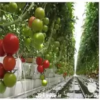 مجری آبیاری قطره ای برای باغات در کرمان  در گروه سازنده در یکمیوه