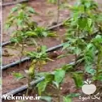 قیمت خرید اجرای سیستم آبیاری قطره در خرم‌ آباد در گروه خرید و فروش دستگاه آبیاری در یکمیوه