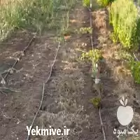 قیمت اجرای سیستم آبیاری قطره ای در ساری در گروه سازنده در یکمیوه