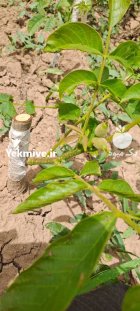 نهال گردو ژنوتیپ با گردو چندلرپیوند ی در پیرانشهر در گروه خرید و فروش نهال گردو در یکمیوه