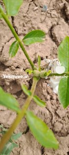 فروش نهال گردو خوشه ای در ری  در گروه خرید و فروش نهال گردو در یکمیوه