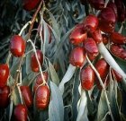 نهال توت شاه توت با درخت در قم در گروه خرید و فروش نهال توت در یکمیوه