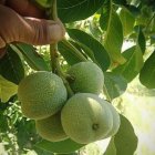 کشت نهال گردو دیرگل پیوندی در مریوان در گروه خرید و فروش نهال گردو در یکمیوه