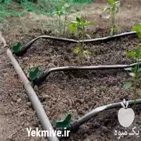 اجرای آبیاری قطره ای در ساری در گروه خرید و فروش اتصالات و تجهیزات آبیاری در یکمیوه