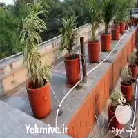 اجرای آبیاری هوشمند بارانی آبیاری قطره در ساری در گروه سازنده در یکمیوه