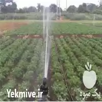 طراحی و اجرای آبیاری اتوماتیک فضای در گروه سازنده در یکمیوه