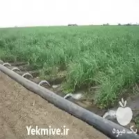 مجری آبیاری قطره ای در ساری در گروه سازنده در یکمیوه