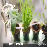 اجرای آبیاری هوشمند گلدان و فضای در گروه سازنده در یکمیوه