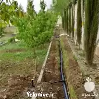 مشاوره سیستم آبیاری طراحی اجرا توسط در کرج در گروه سازنده در یکمیوه