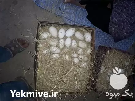 قیمت خرید تخم غازمحلی نطفه دار در تهران در گروه انواع تخم ها در یکمیوه -عکس1