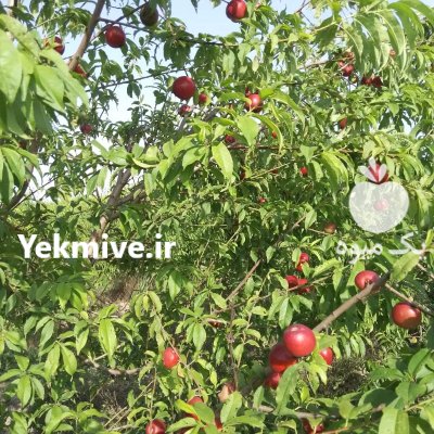 فروش نهال سیاه ریشه در سورک در گروه خرید و فروش نهال در یکمیوه -عکس1