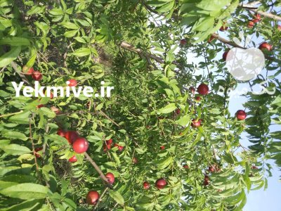 فروش نهال سیاه ریشه در سورک در گروه خرید و فروش نهال در یکمیوه -عکس2