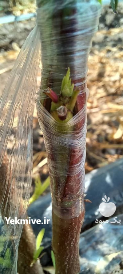 فروش نهال سیاه ریشه در سورک در گروه خرید و فروش نهال در یکمیوه -عکس4